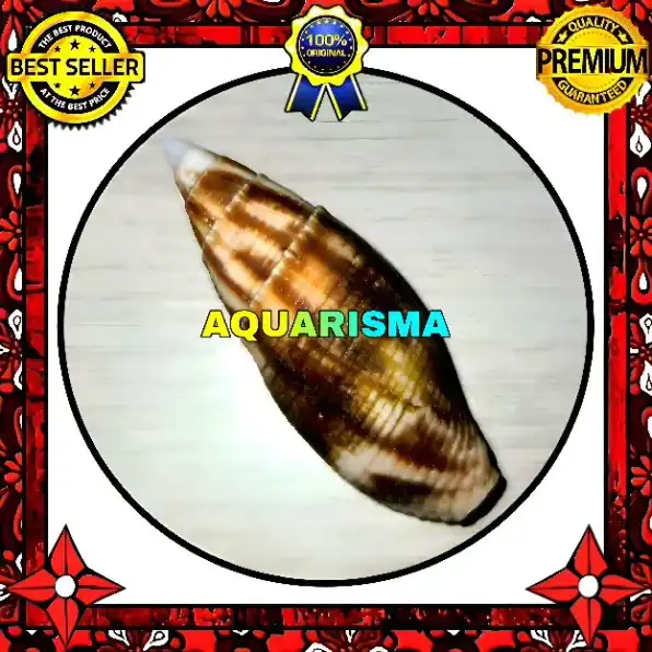 1 PCS CANGKANG KERANG NEO MITRIDAE NEBULARIA EREMITARUM GRADE A+