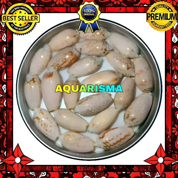 8 PCS CANGKANG KERANG NEO OLIVA HIRASEI BULLY KORDEN ALBINO GRADE A+