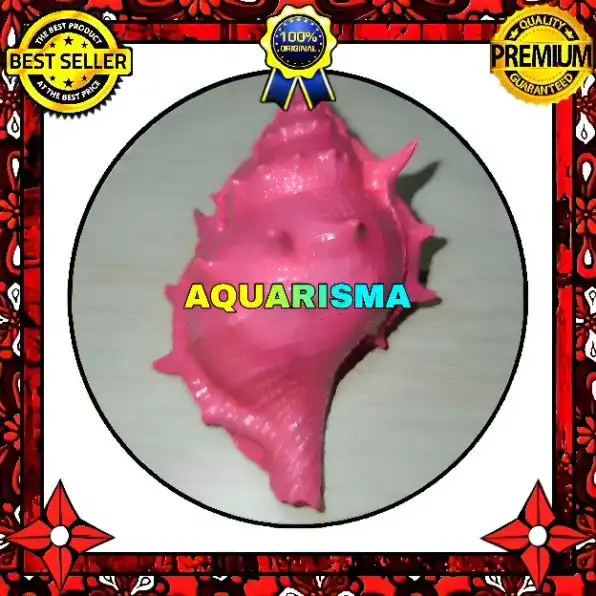 1 PCS CANGKANG KEONG CORAL BURSIDAE BUFONARIA RANA PINK GRADE A+