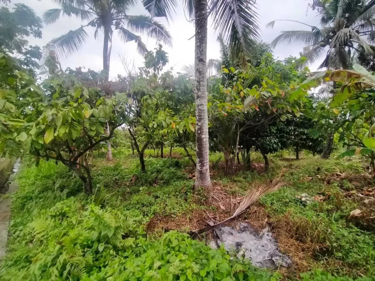 Jual Tanah Kebun Sangat Luas di Daerah Antosari Tabanan Bali