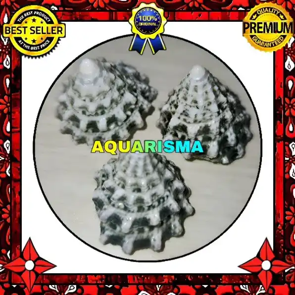 2 PCS CANGKANG KEONG KERUCUT TUMPENG PIRAMIDA RABUNAN PAGODA TECTUS MAURITIANUS POLISH GRADE A+