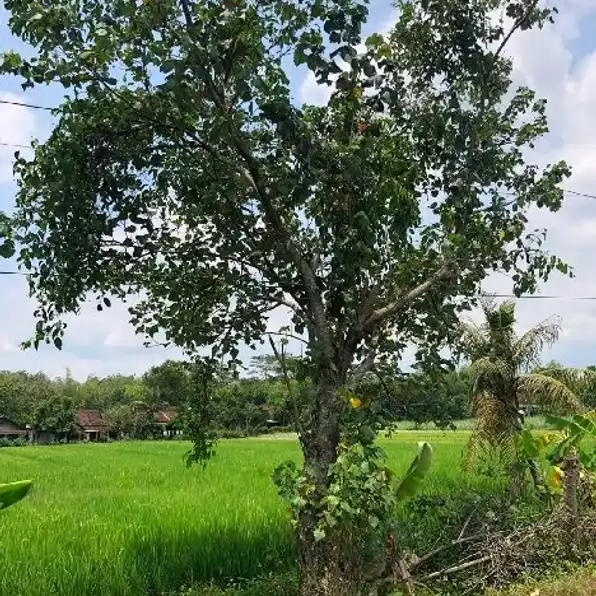 Tanah Sawah Zona Kuning Utara Jalan Solo Tawangmangu 