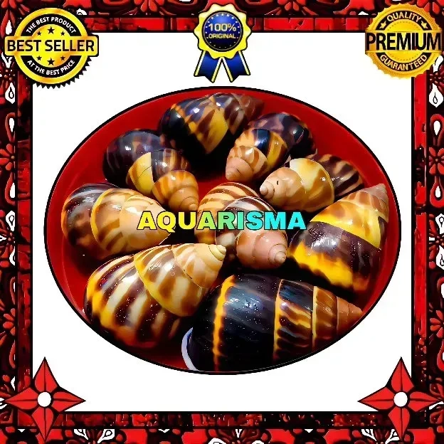 1 PCS CANGKANG KEONG AMPHIDROMUS PERVERSUS BUTOTI YELLOW DARK BROWN GRADE A+