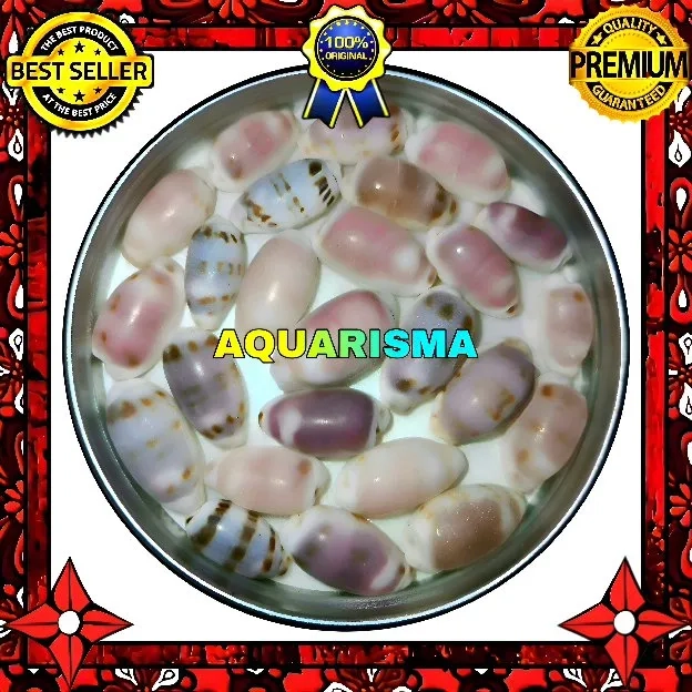 8 PCS CANGKANG KERANG COWRY CYPRAEA ALVEOLUS PURPLE MAGENTA GRADE A+