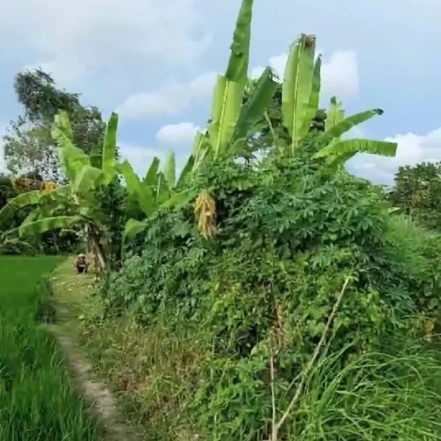 Dijual 2,46 are, Jl. Raya Kaba Kaba Pemaron Munggu Kapal Mengwi