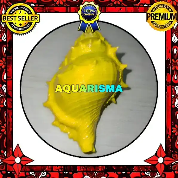 1 PCS CANGKANG KEONG CORAL BURSIDAE BUFONARIA RANA KUNING GRADE A+