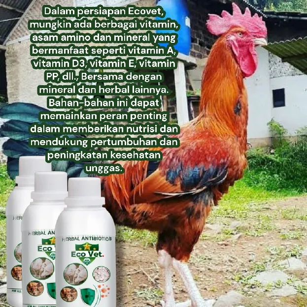 ecovet nutrisi hewan ternak dan peliharaan