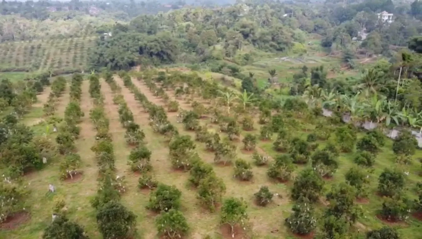 Tanah Kebun Alpukat Strategis Kawasan Gunung Endut Sukabumi