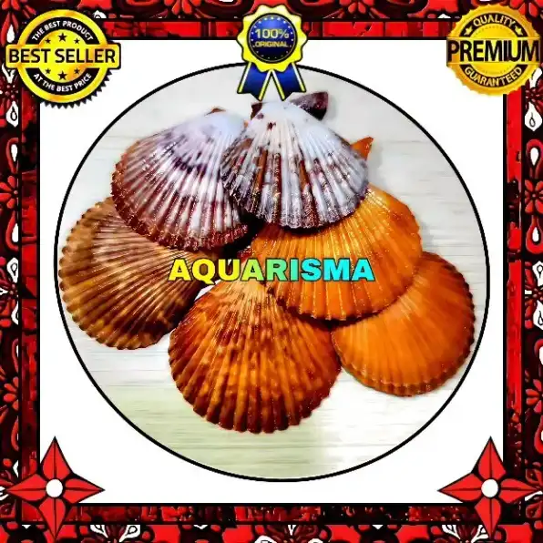 2 PCS CANGKANG KERANG KIPAS BIVALVIA SIMPING SCALLOP MERAH GRADE A+