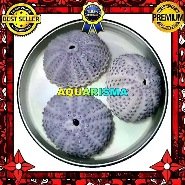 1 PCS CANGKANG BULU BABI UNGU PURPLE SEA URCHINS GRADE A+