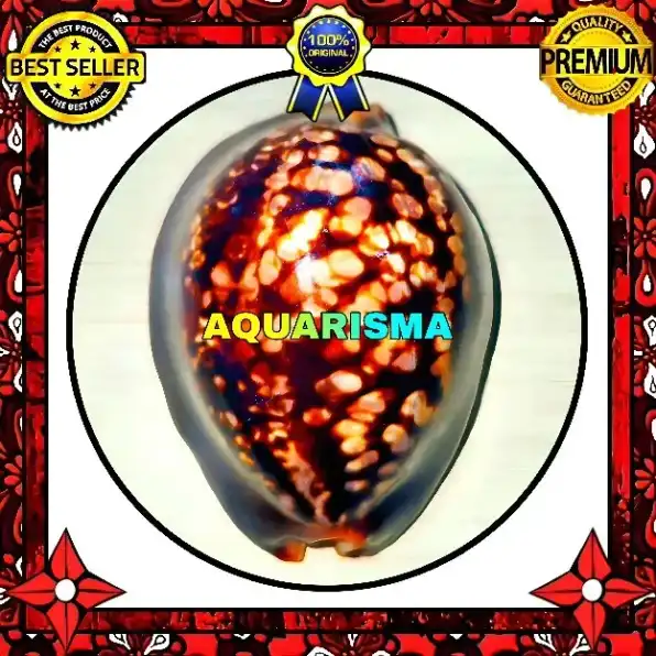 1 PCS CANGKANG KERANG BIG COWRY CYPRAEA MAURITIA MAURITIANA CHOCOLATE GRADE A+