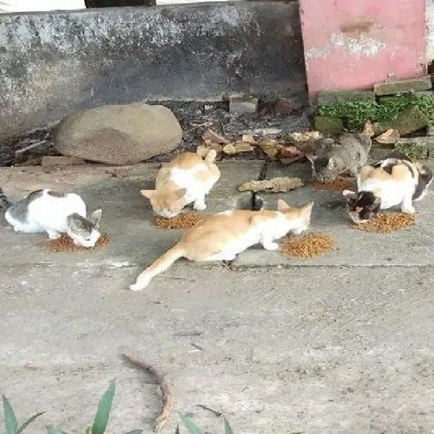 Donasi Kucing Terlantar Di Jalanan