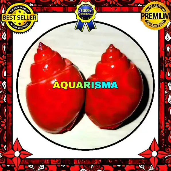 2 PCS CANGKANG KEONG MACAN TIGER TURBO BABILONIA SPIRATA MERAH TRANSPARAN GRADE A+