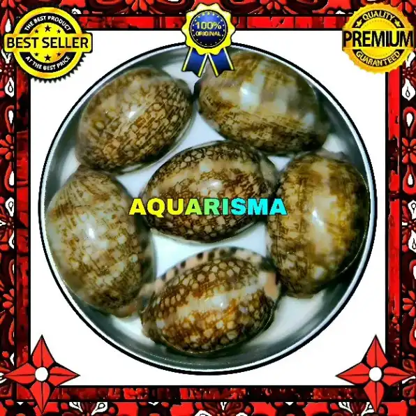 2 PCS CANGKANG KERANG COWRY CYPRAEA MAURITIA ARABICA BLACK PANTHER POLISH GRADE A+