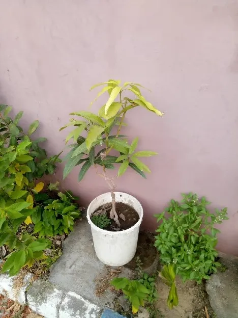 Bibit & Tabulampot Mangga 3in1