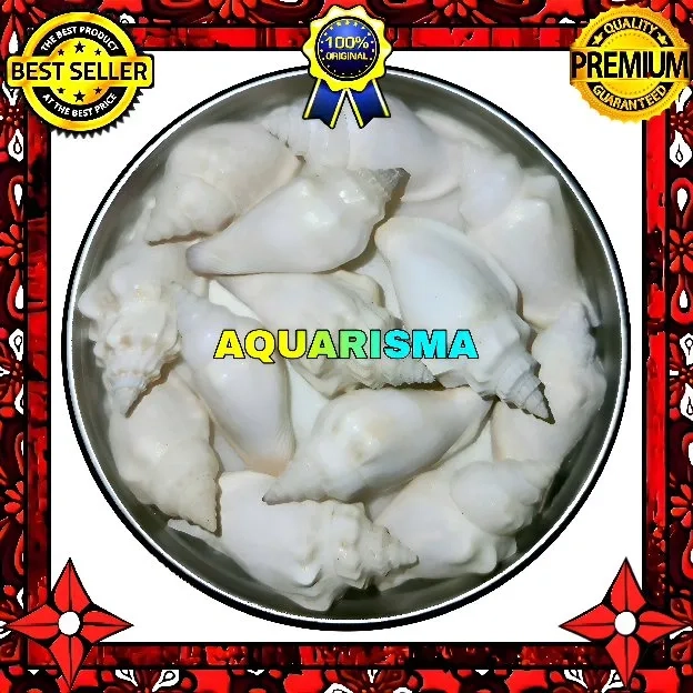 8 PCS CANGKANG KEONG WHITE CANARIUM LABIATUM PERCENG PUTIH GRADE A+