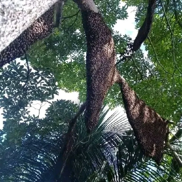 madu hutan liar apis dorsata