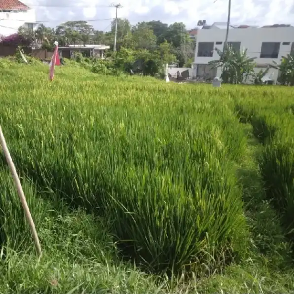 Dikontrakan 13,04 are, Jl. Kayu Tulang Utara Pura Wates Canggu Kuta Utara