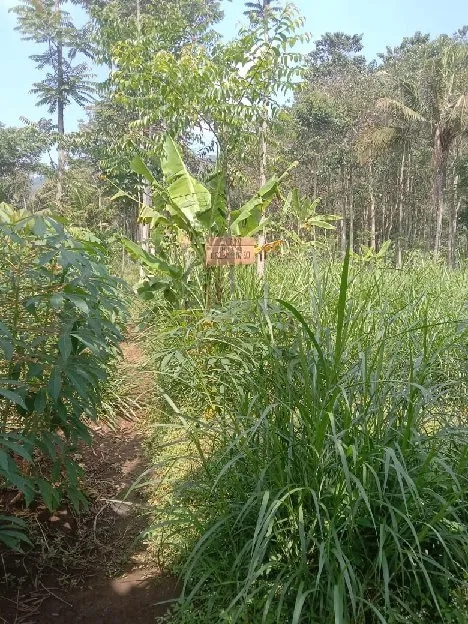 Tanah kebun