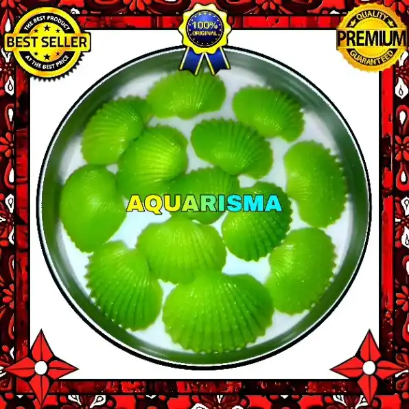 4 PCS CANGKANG KERANG DARA HIJAU BIVALVIA ANADARA GRANOSA GRADE A+