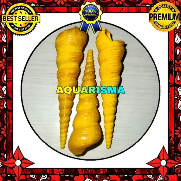 2 PCS CANGKANG KEONG CAE TURRITELLA TEREBRA LOLIPOP GOLDEN GRADE A+