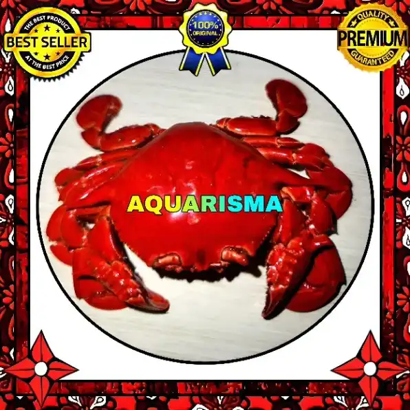 1 PCS CANGKANG KEPITING KEPITING RAJUNGAN MERAH BRACHYURA GRADE A+