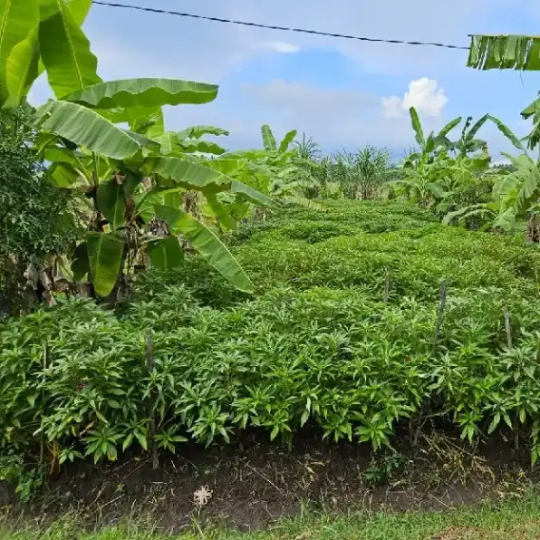 Dijual 4 are, Jl. Kamboja Gulingan Kapal Mengwi Badung