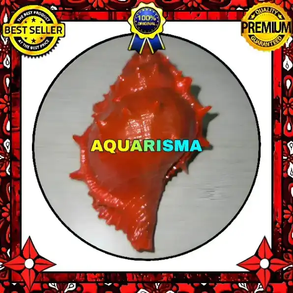 1 PCS CANGKANG KEONG CORAL BURSIDAE BUFONARIA RANA MERAH GRADE A+