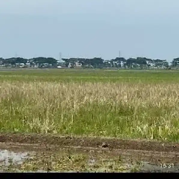 di jual sawah pelabuhan  patimban subang jabar