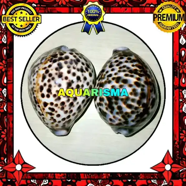 CANGKANG KERANG BIGS COWRY CYPRAEA TIGRIS KUWUK MACAN GRADE A+