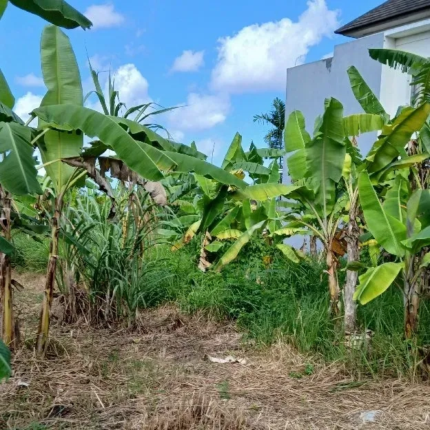 Dijual 2,5 are, Jl. Raya Sading Nuansa Pancoran Asri Ubung Kaja Denpasar