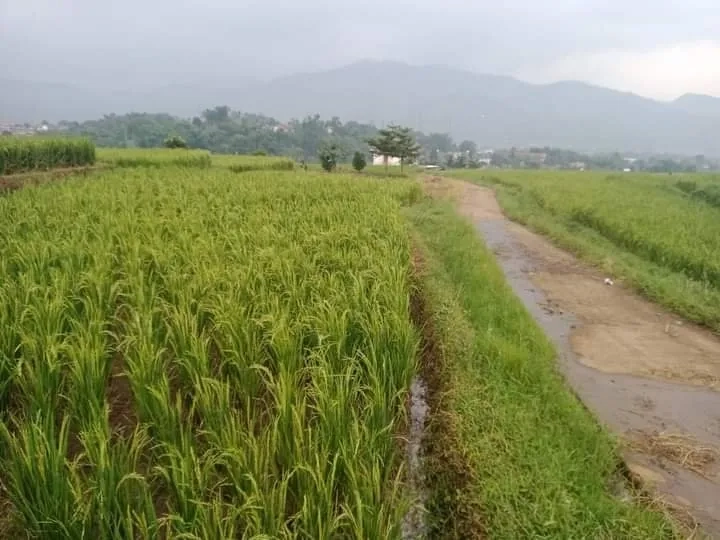 TANAH SAWAH PRODUKTIF PINGGIR JALAN 