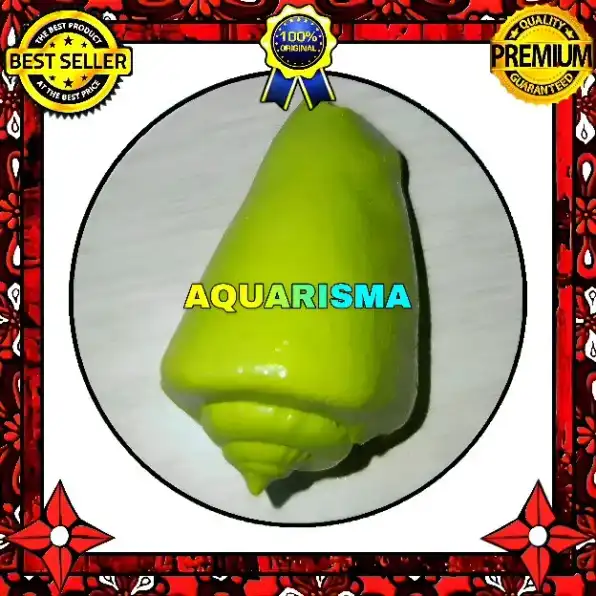 1 PCS CANGKANG KERANG STROMBUS CONOMUREX LUHUANUS CONCH HIJAU GRADE A+