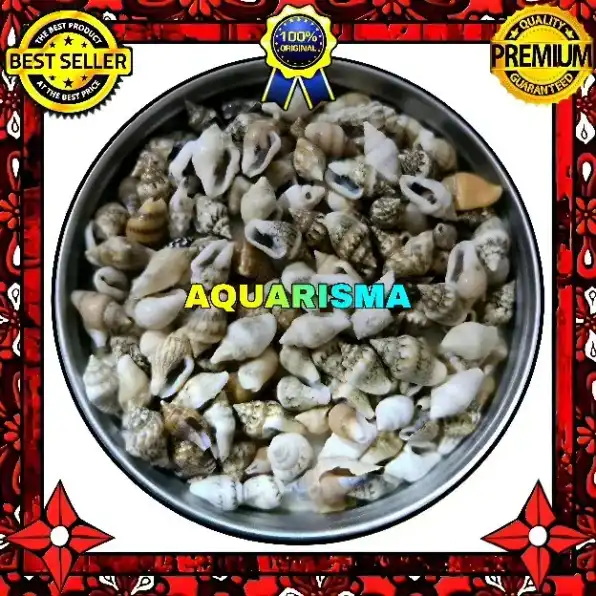 34 PCS CANGKANG KEONG MINI CANARIUM LABIATUM PERCENG GRADE A+