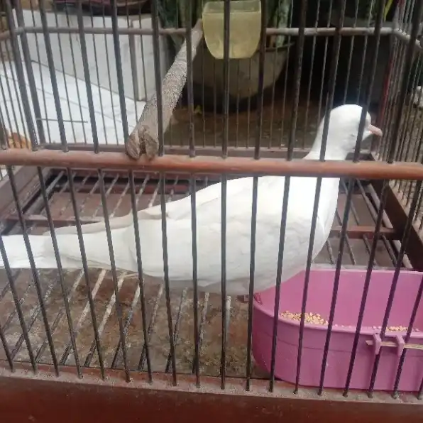 Burung puter putih mata merah + kandang