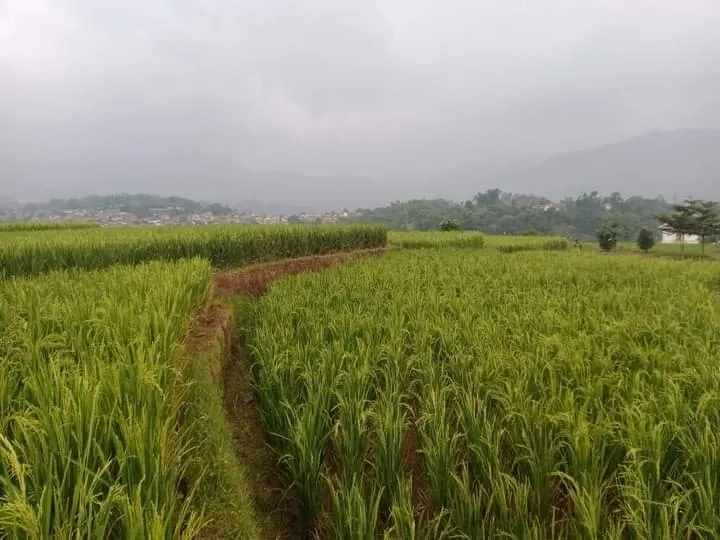 TANAH SAWAH PRODUKTIF PINGGIR JALAN 