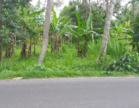 Dijual 1,3939 Ha. Jl. Raya Denpasar Singaraja Werdhibuana Mengwi Badung