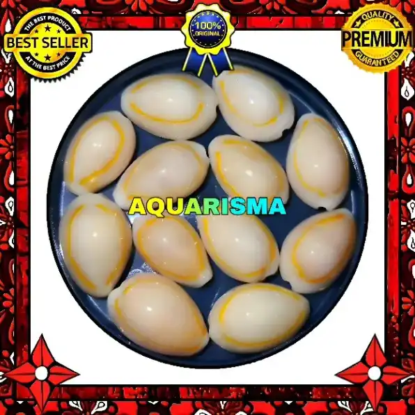 2 PCS CANGKANG KERANG COWRY CYPRAEA MONETARIA KUNING BERLIAN GRADE A+