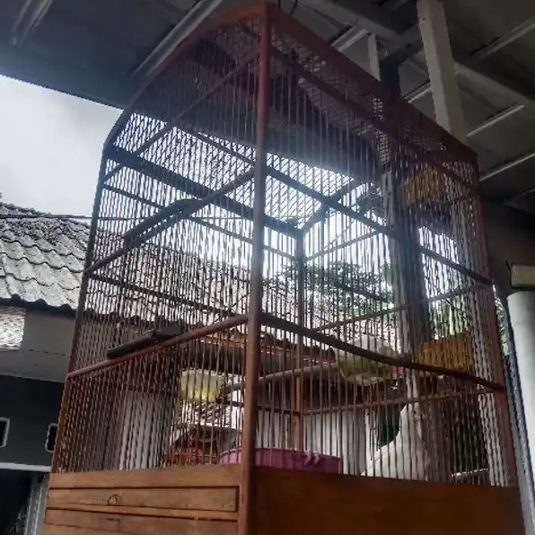 Burung puter putih mata merah + kandang