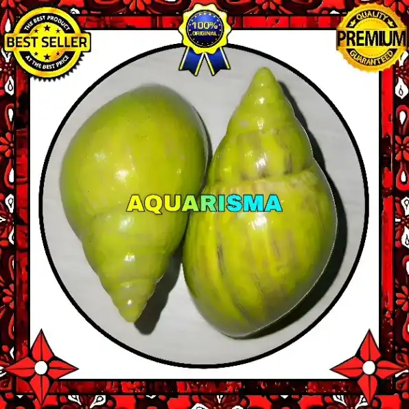 1 PCS CANGKANG KEONG ACHATINIDAE LISSACHATINA FULICA HIJAU GRADE A+