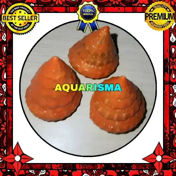 2 PCS CANGKANG KEONG KERUCUT TUMPENG PIRAMIDA RABUNAN PAGODA TECTUS MAURITIANUS OREN GRADE A+