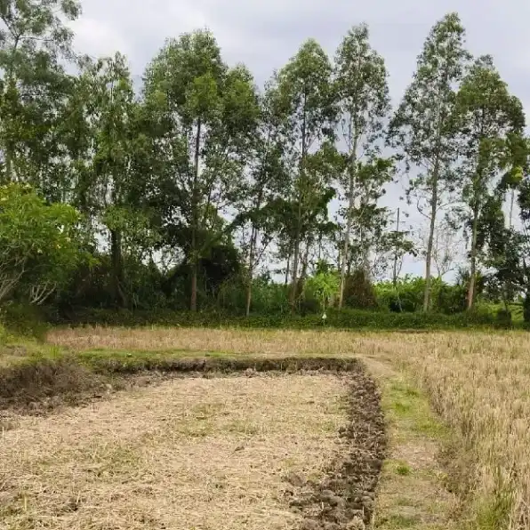 Dijual 3,45 Ha. Jl. Permata Anyar Lukluk Sempidi Samping Puspem Badung