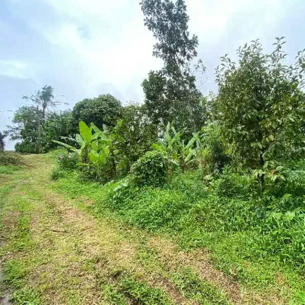 Dijual 1,18 Ha. Jl. Dusun Belong Raya Meliling Kelating Kerambitan Tabanan