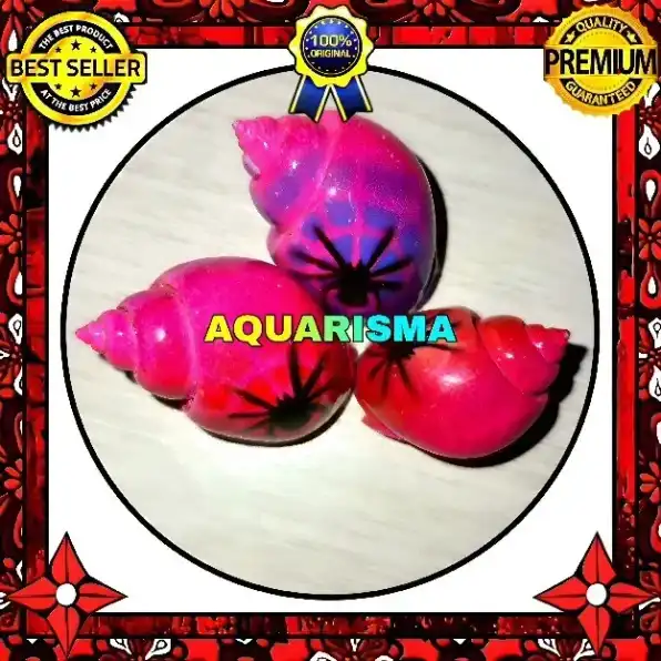 2 PCS CANGKANG KEONG MACAN TIGER TURBO BABILONIA SPIRATA PINK SPIDER GRADE A+