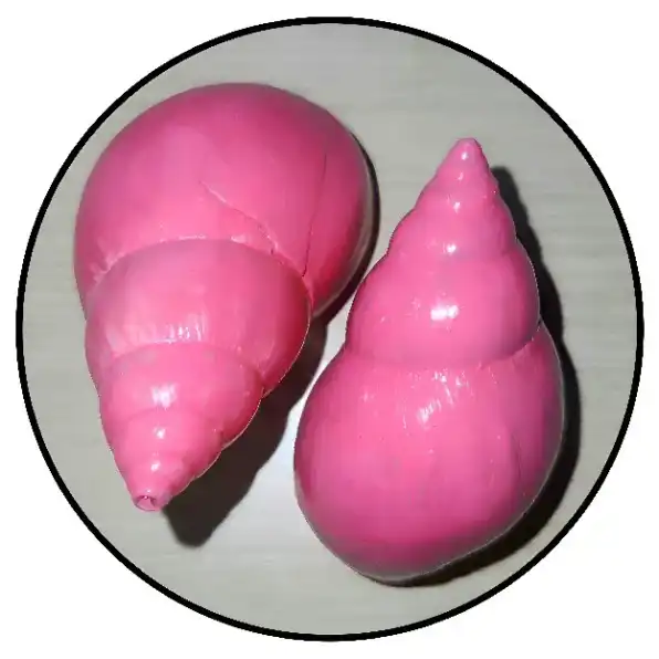 1 PCS CANGKANG KEONG ACHATINIDAE LISSACHATINA FULICA PINK GRADE A+