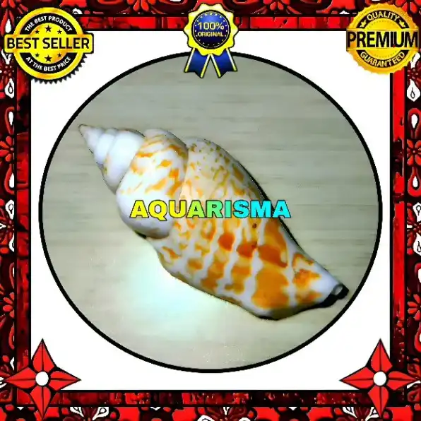 1 PCS CANGKANG KEONG CAE STROMBUS GIBBERULUS GIBBOSUS GRADE A+