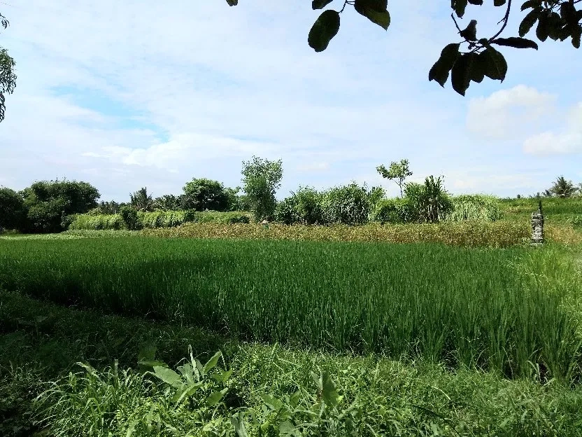 Tanah ada mata air zona perdagangan dan jasa Abiansemal Badung Bali 