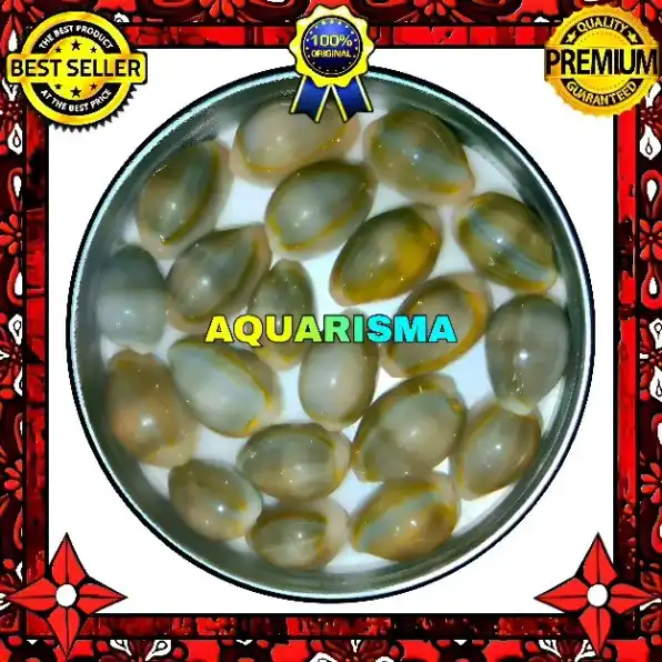 9 PCS CANGKANG KERANG MINI COWRY CYPRAEA MONETARIA MELANKOLIS GRADE A+