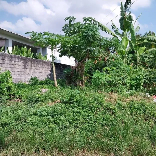 Dijual 2 are, Jl. Raya Munggu Kapal Gg. D. Sawah Selingsing CEPAKA Kediri Tabanan