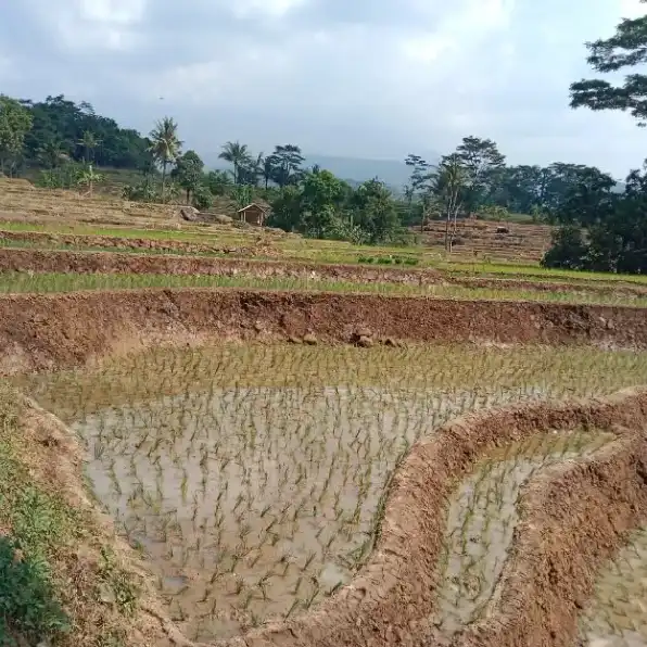 tanah sawah